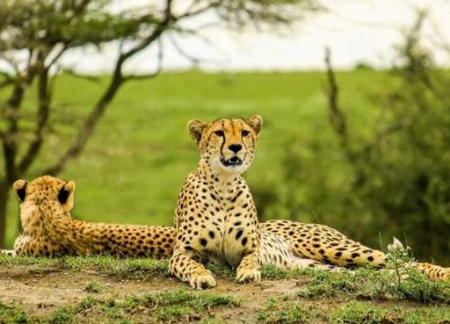 7 Days Manyara, Serengeti, Ngorongoro & Tarangire safari