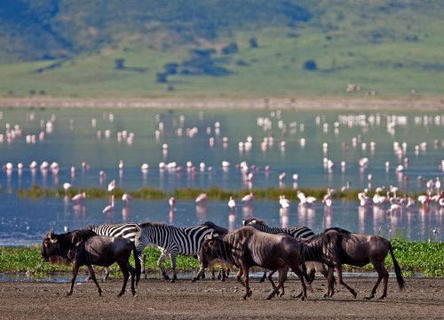 8 Days Migration Safaris to Lake Manyara, Ngorongoro & Serengeti