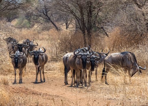 8 Days Amboseli, Lake Nakuru & Masai Mara