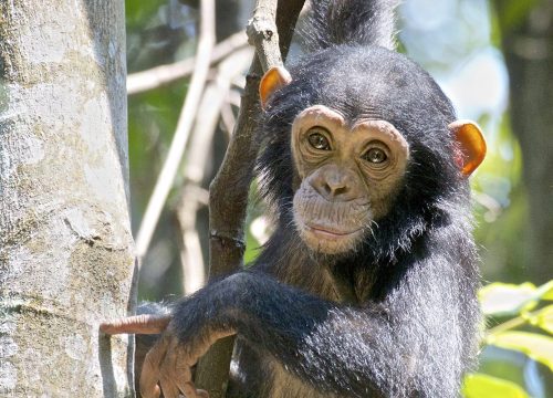 4 Days Chimpanzee Tracking safari to Mahale Mountain National park