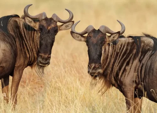 6 Days Manyara, Ngorongoro & Serengeti Migration Safari