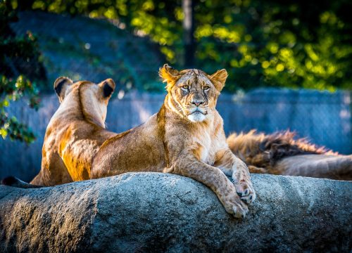 Mid-Range: 7 days Maasai Mara, Naivasha, Nakuru & Amboseli tour