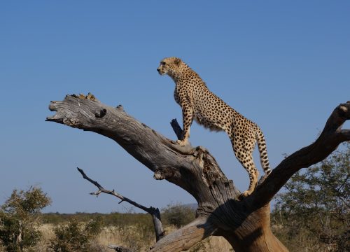 Maasai mara, Nakuru, Amboseli and Tsavo west National parks Safaris