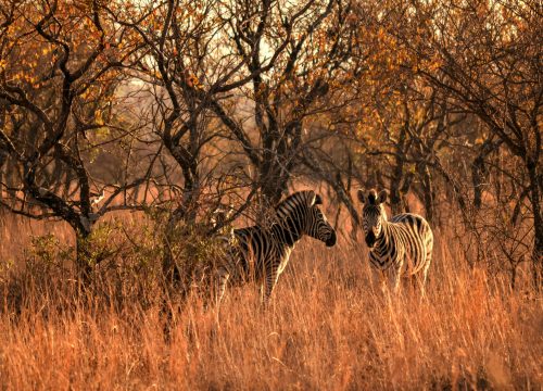 2 Days Maasai Mara National Reserve Safari from Nairobi