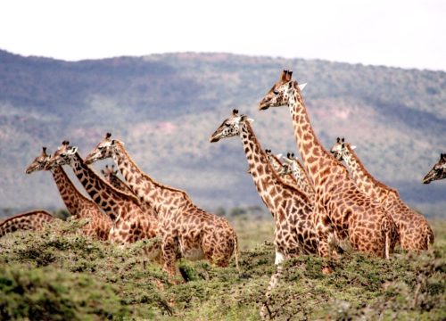 4 days Tsavo West, Amboseli & Tsavo East parks tours