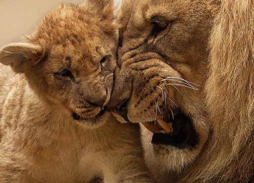 3-Day Safari from Mombasa Tsavo East, Saltlick Lodge