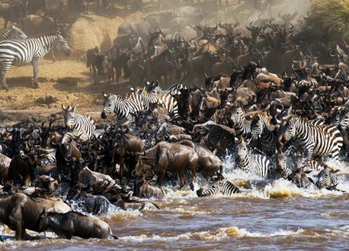 3-Days Maasai Mara Migration Safari From Mombasa Town